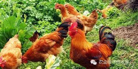 富硒产品有哪些种类(富硒农产品都有什么)-硒宝网