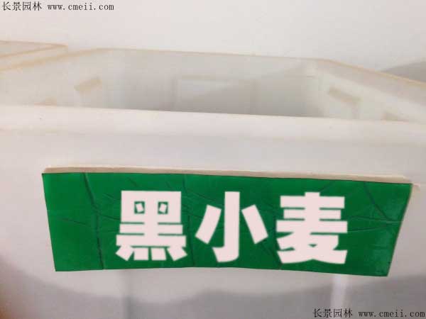 富硒小麦多少钱一斤(黑小麦种子价格)-硒宝网