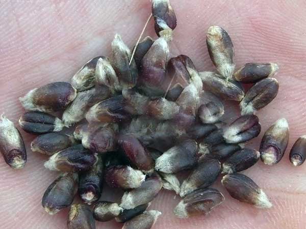 富硒小麦多少钱一斤(黑小麦种子价格)-硒宝网