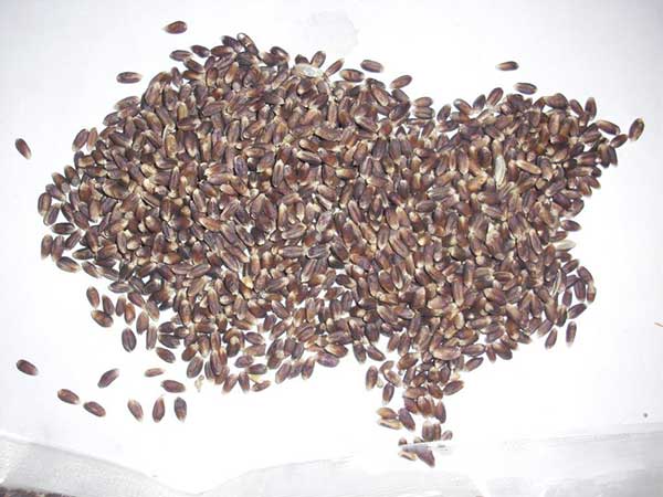 富硒小麦多少钱一斤(黑小麦种子价格)-硒宝网