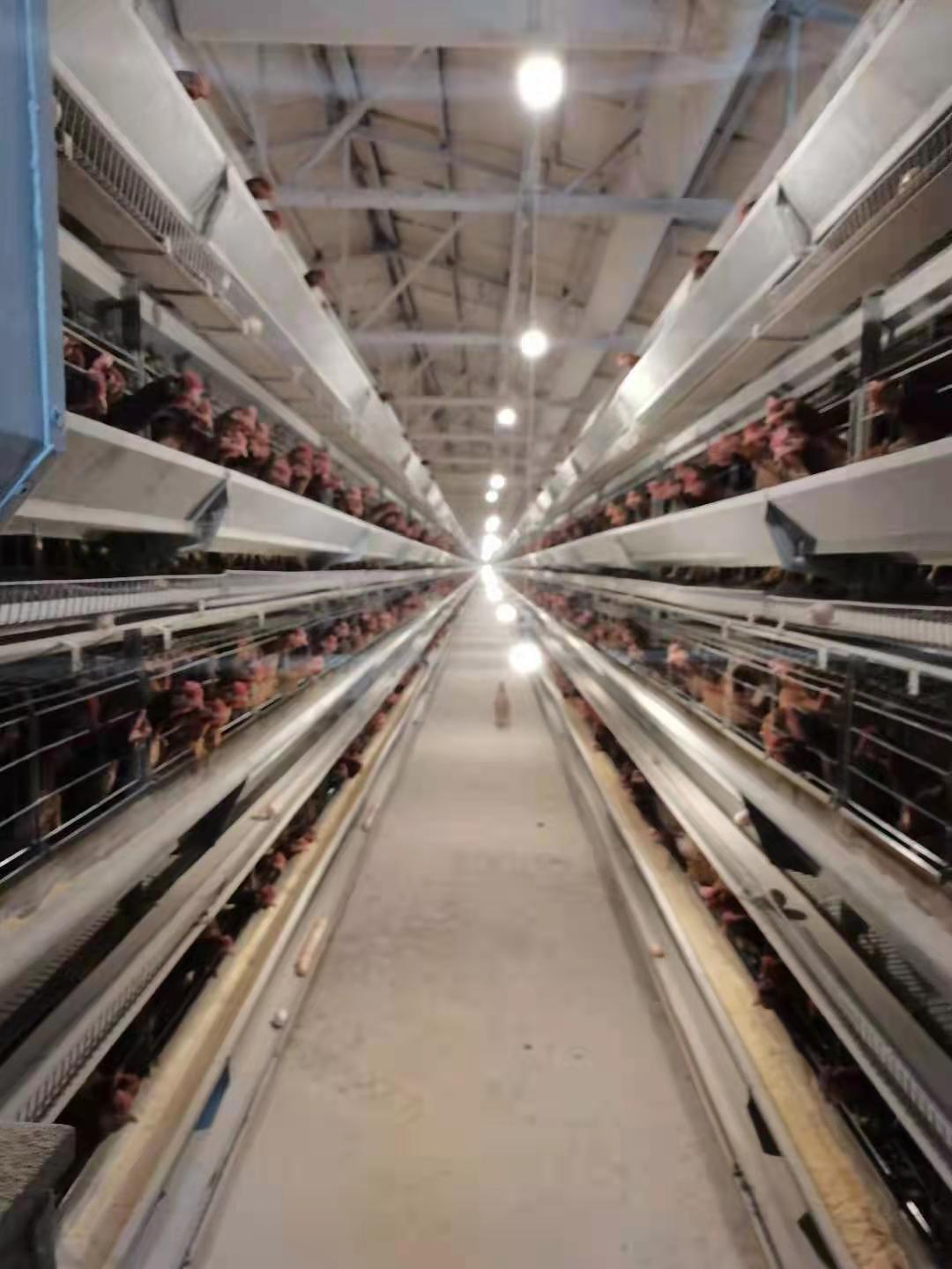 富硒鸡蛋营养价值高吗（吃富硒鸡蛋的好处多吗？）-硒宝网