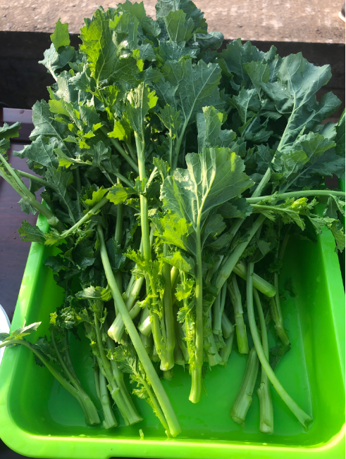 富硒蔬菜有哪些品种(含硒第一名的蔬菜)-硒宝网