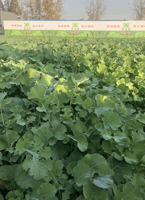 富硒蔬菜有哪些品种(含硒第一名的蔬菜)-硒宝网