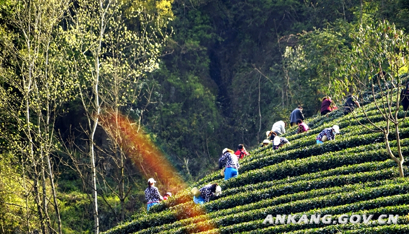 安康富硒茶属于什么茶（安康富硒茶的功效与作用）-硒宝网