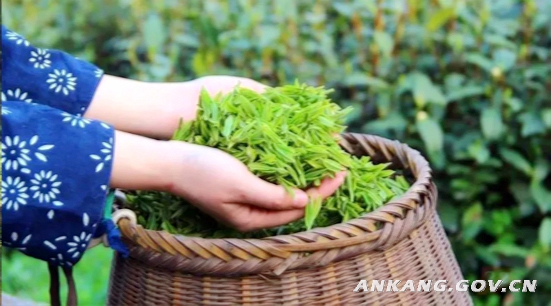 安康富硒茶属于什么茶（安康富硒茶的功效与作用）-硒宝网