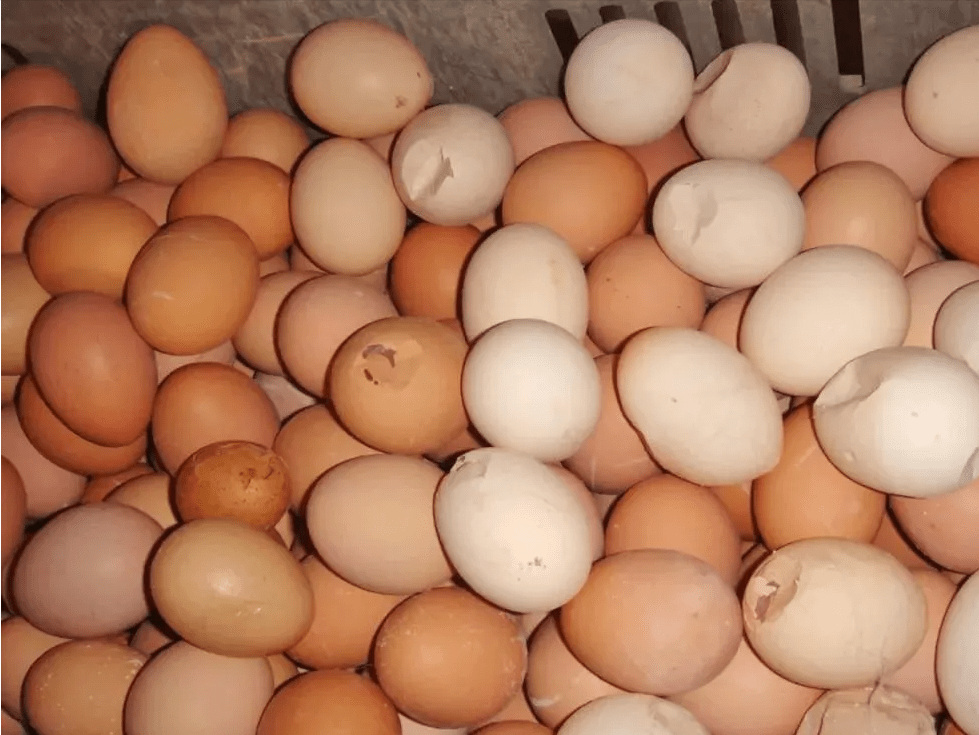 富硒蛋多少钱一斤呢(富硒蛋和普通蛋的区别)-硒宝网