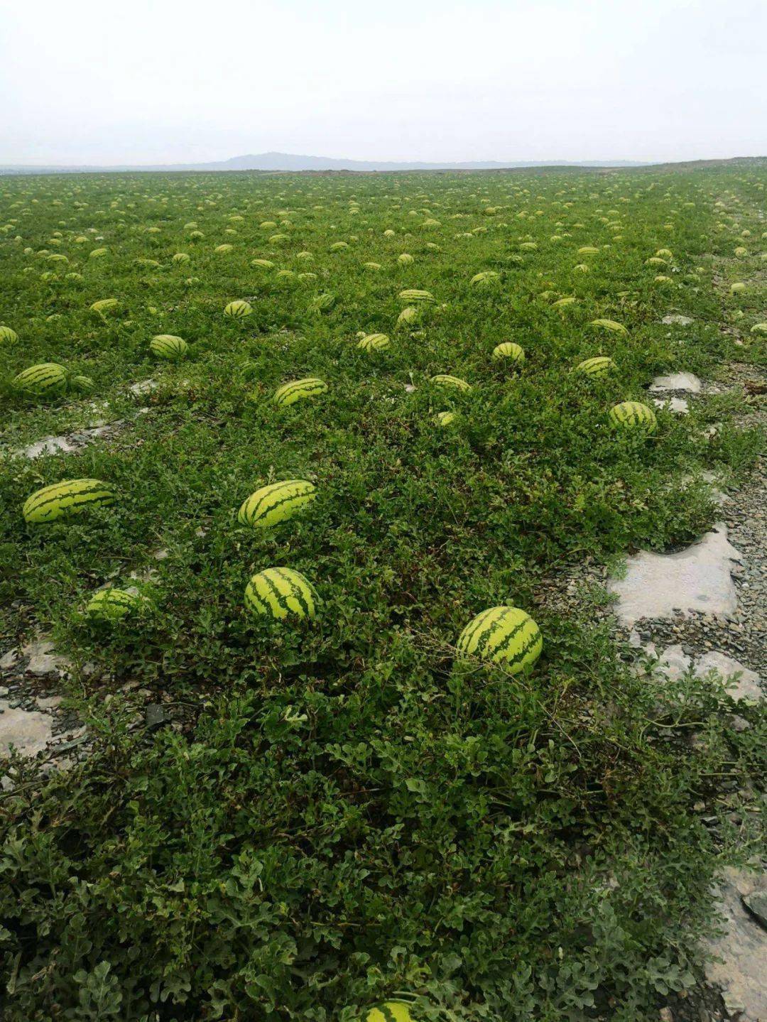 宁夏硒砂瓜特点(中卫硒砂瓜的介绍)-硒宝网