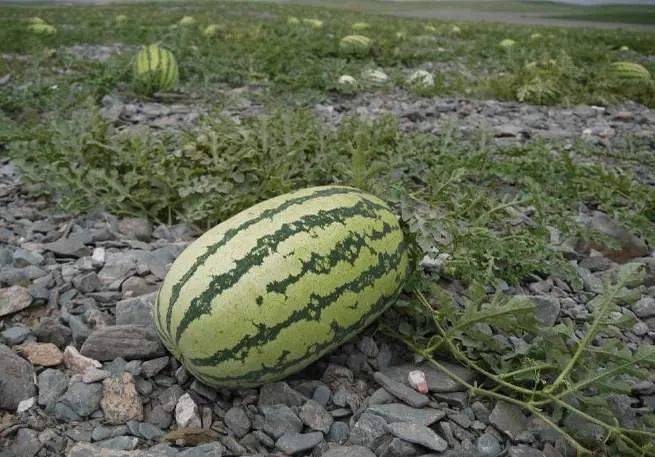 宁夏硒砂瓜特点(中卫硒砂瓜的介绍)-硒宝网