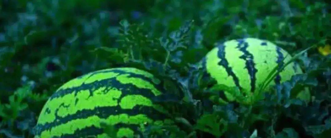 宁夏硒砂瓜特点(中卫硒砂瓜的介绍)-硒宝网