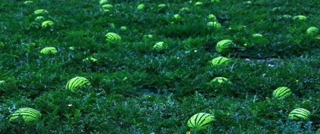 宁夏硒砂瓜特点(中卫硒砂瓜的介绍)-硒宝网