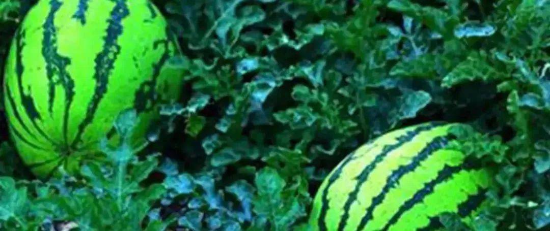 宁夏硒砂瓜特点(中卫硒砂瓜的介绍)-硒宝网