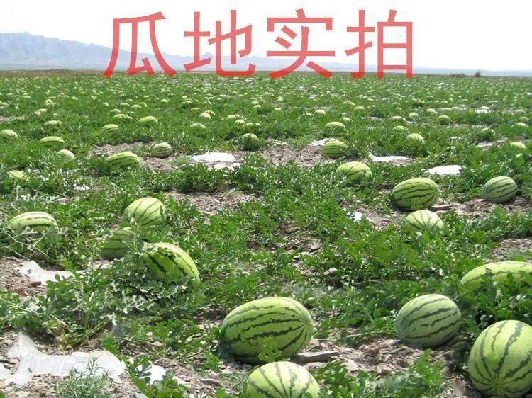 宁夏硒砂瓜特点(中卫硒砂瓜的介绍)-硒宝网