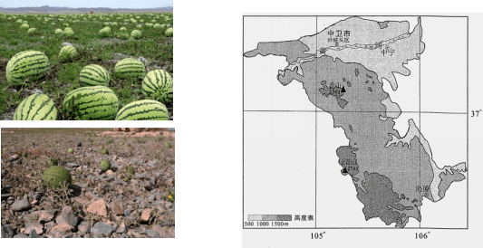 宁夏硒砂瓜特点(中卫硒砂瓜的介绍)-硒宝网