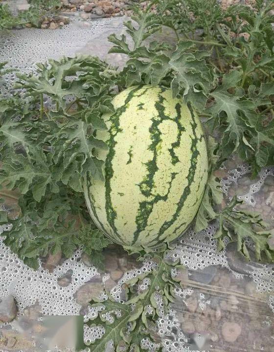 宁夏硒砂瓜特点(中卫硒砂瓜的介绍)-硒宝网