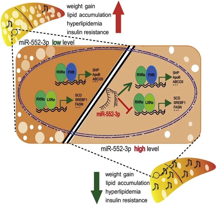 需要补硒的十大人群(什么样人补硒最好)-硒宝网