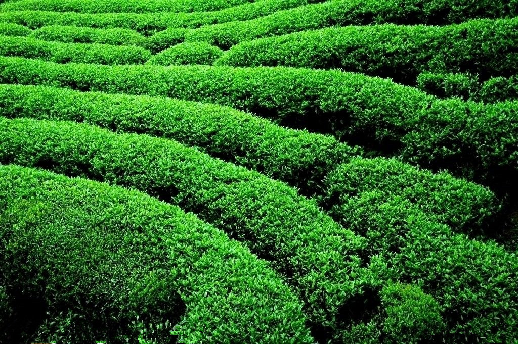 安康富硒茶属于什么茶（安康富硒茶属于绿茶吗）-硒宝网