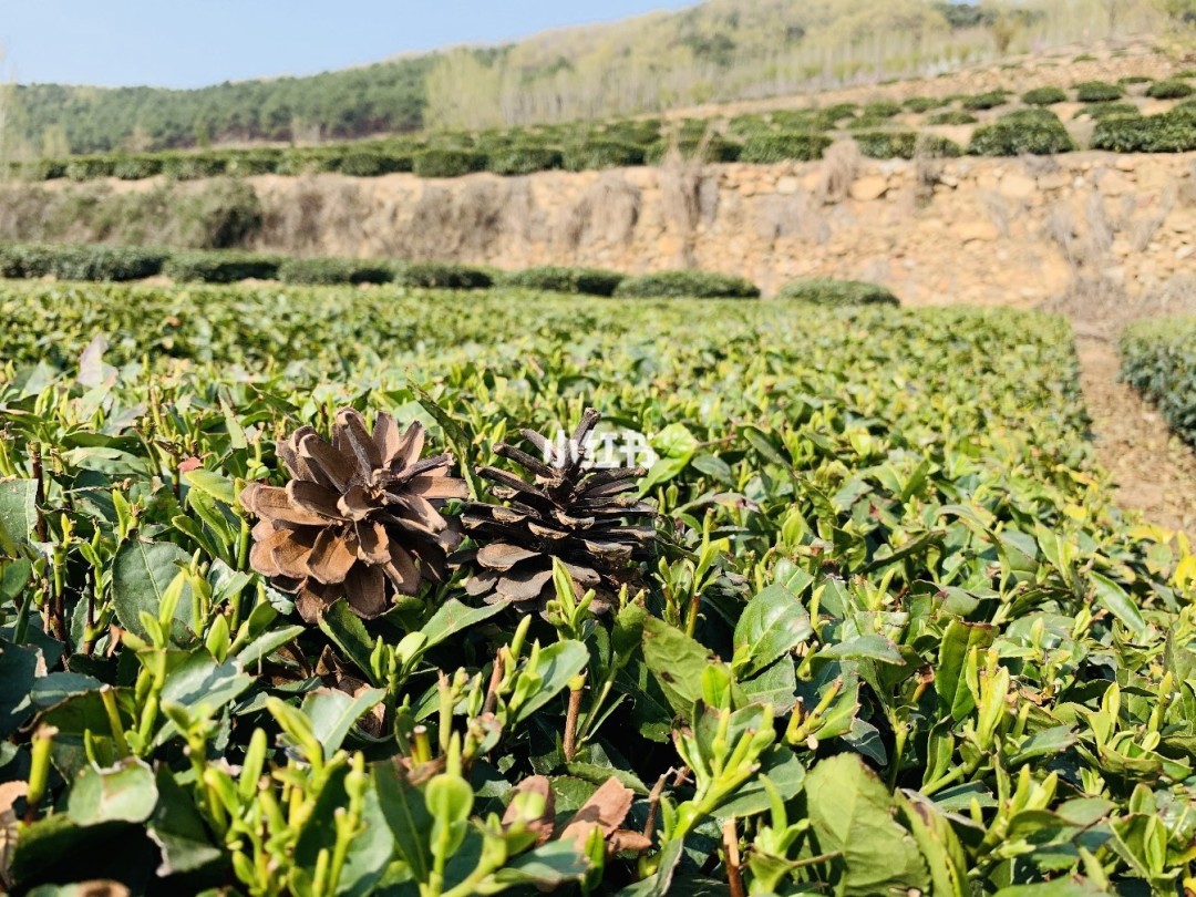 仙寓山富硒茶(仙寓山硒茶价格)-硒宝网