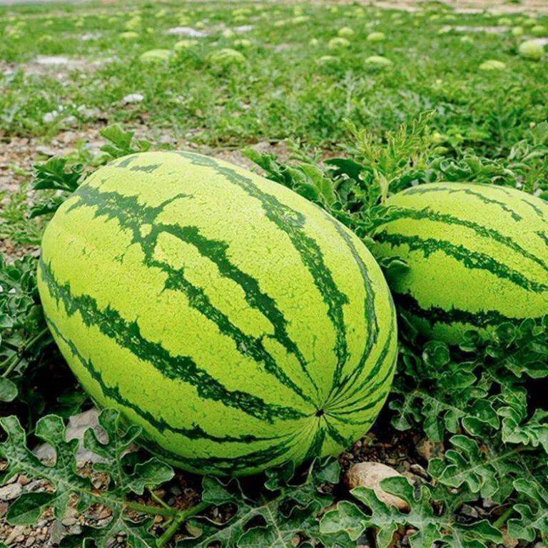 宁夏硒砂瓜为什么不让种了(中卫压砂瓜叫停种植的原因)-硒宝网