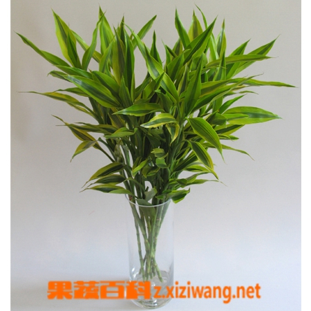 富硒藤茶功效(富硒藤茶的冲泡方法)-硒宝网