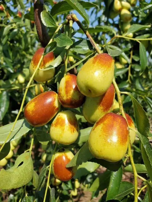 富硒小麦收购价格(富硒小麦的价格)-硒宝网