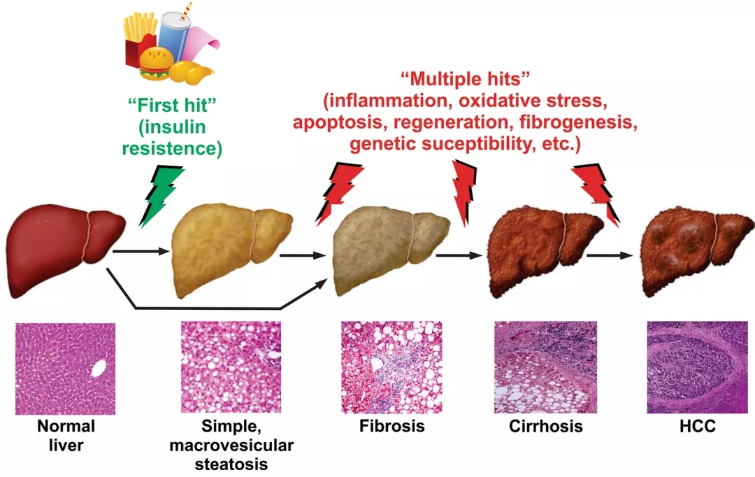 硒的六大生理功能（硒生理功能有哪些）-硒宝网