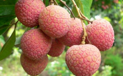 水果含锌量一览表(各种水果锌含量)-硒宝网