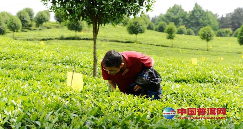 凤冈锌硒茶是什么茶(凤冈锌硒茶是红茶还是绿茶)-硒宝网