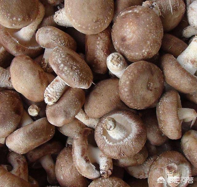 哪些水果含硒(什么蔬菜水果含硒)-硒宝网