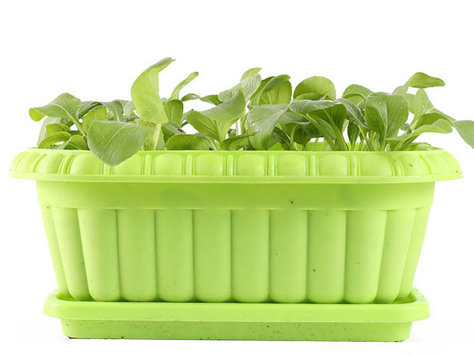 含富硒高的食物有哪些（富含硒的食物和水果有哪些）-硒宝网