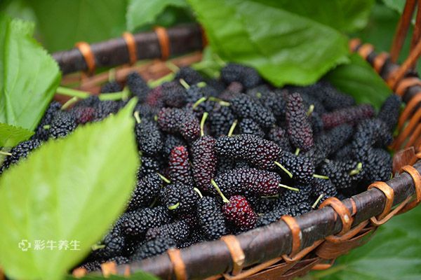 含硒第一名的水果(含硒的食物和水果有哪些)-硒宝网