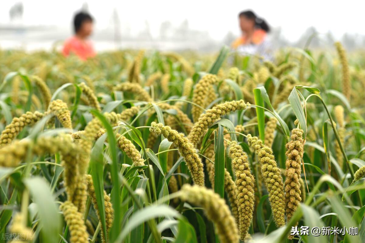 富硒有什么好处（富硒对人体好处）-硒宝网