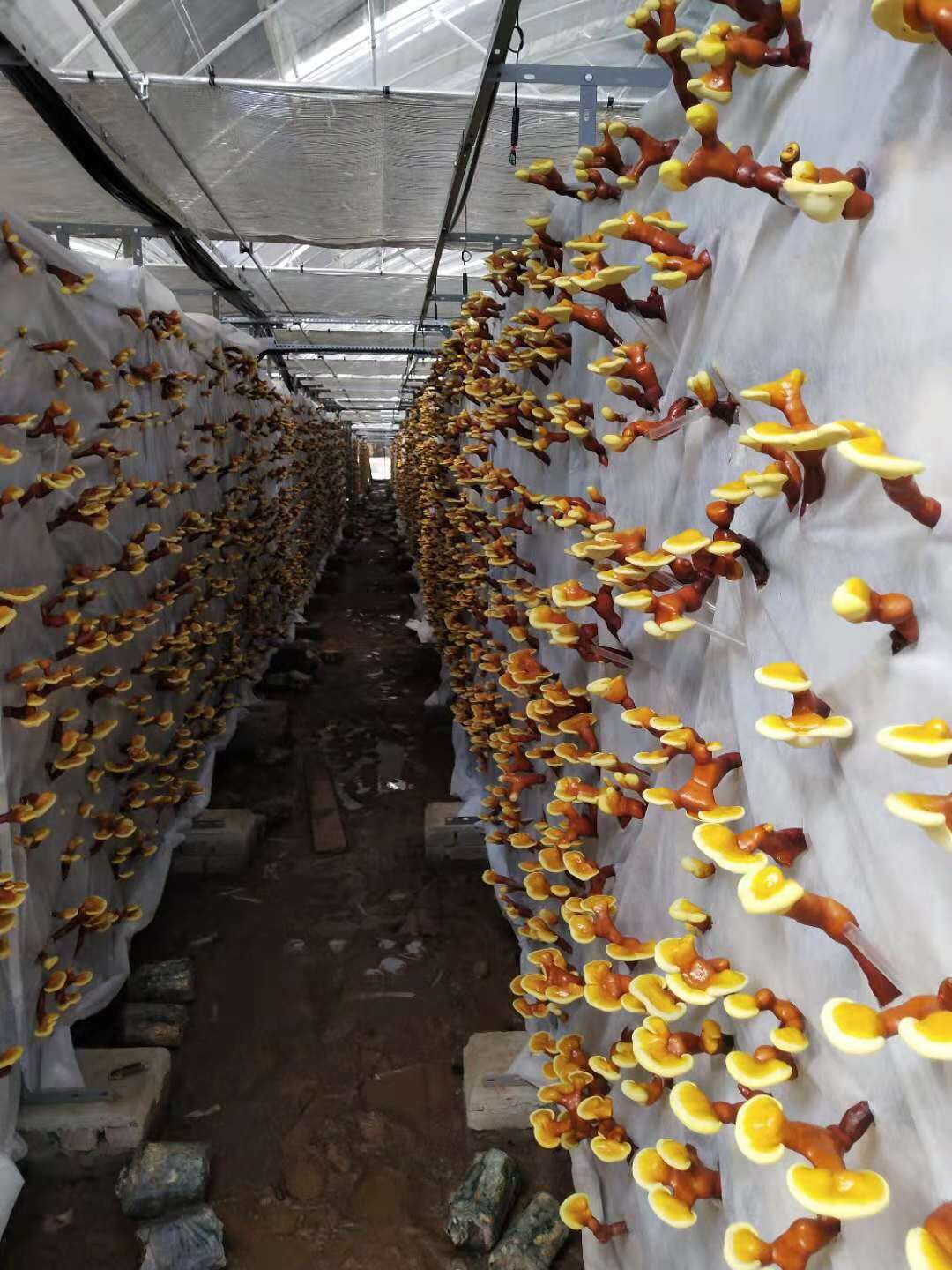 富硒食用菌（中农科富硒食用菌种植）-硒宝网