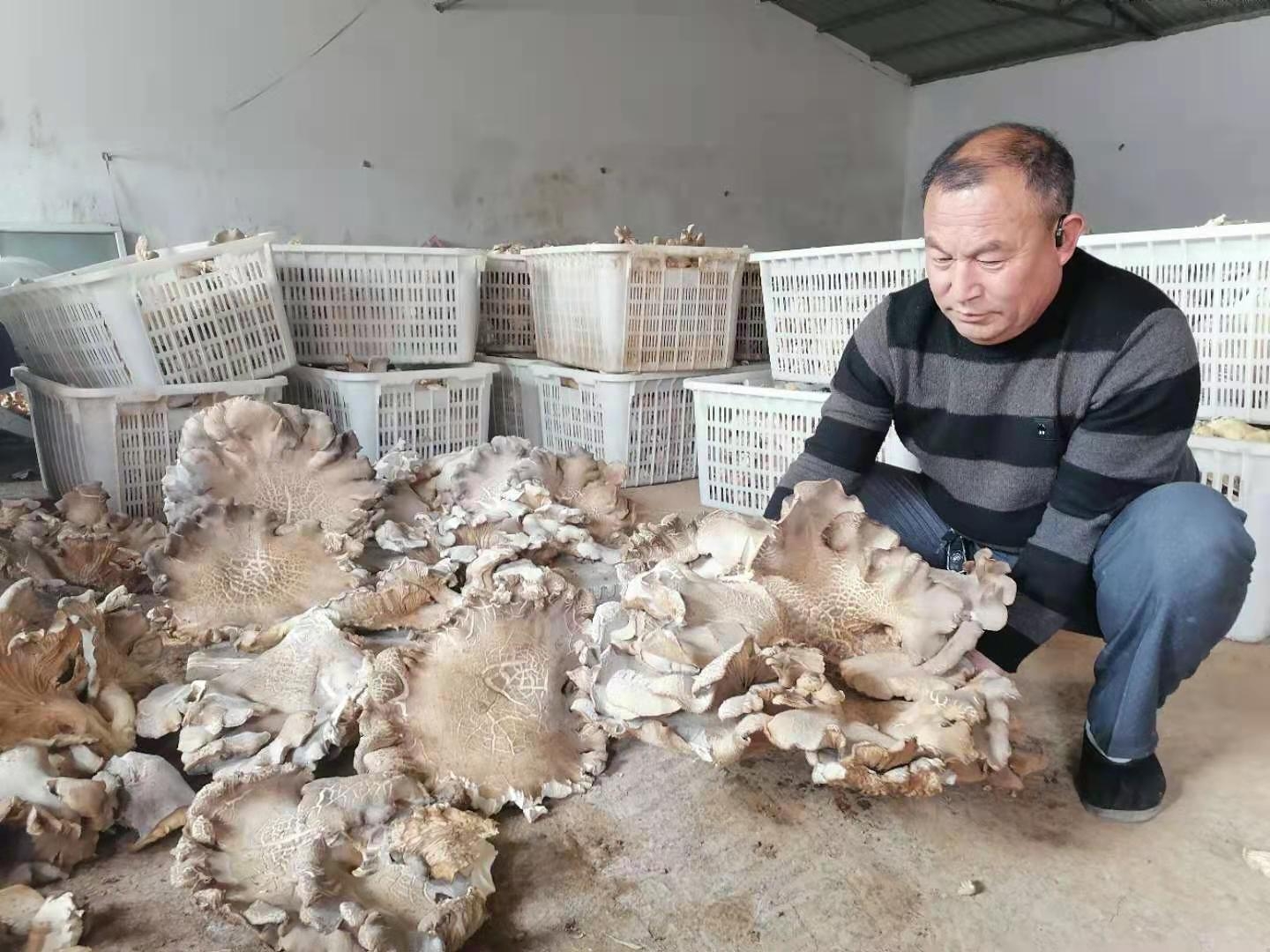 富硒食用菌（中农科富硒食用菌种植）-硒宝网