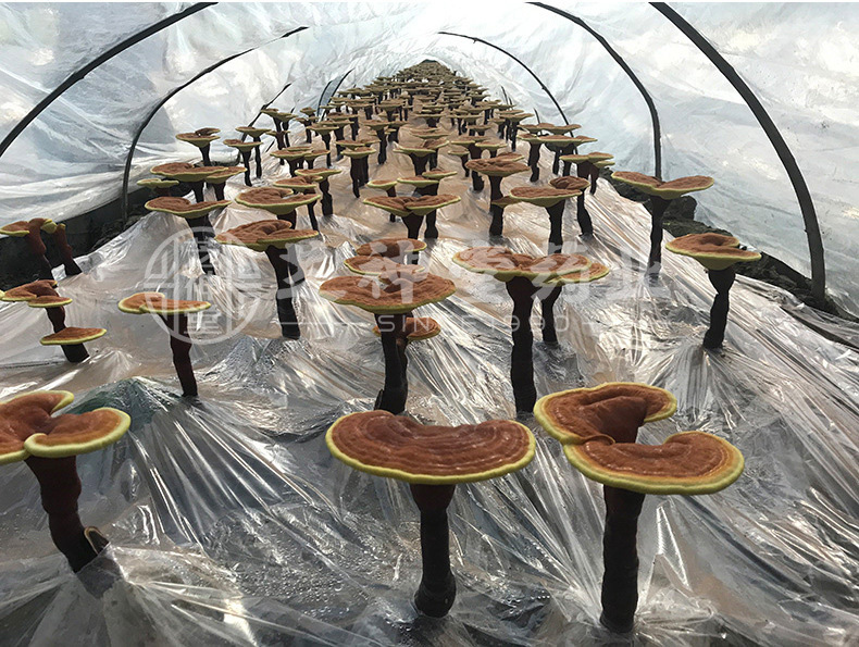 富硒食用菌（中农科富硒食用菌种植）-硒宝网