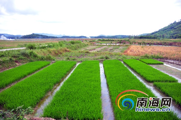 定安富硒大米(定安富硒大米产地)-硒宝网