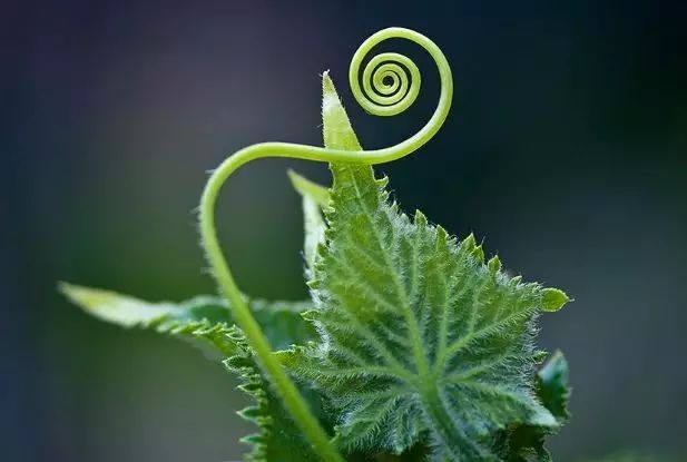 富硒黄瓜功效与作用(富硒黄瓜价格)-硒宝网