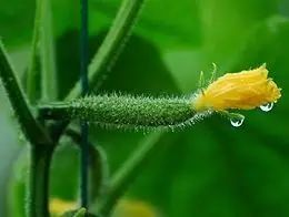 富硒黄瓜功效与作用(富硒黄瓜价格)-硒宝网