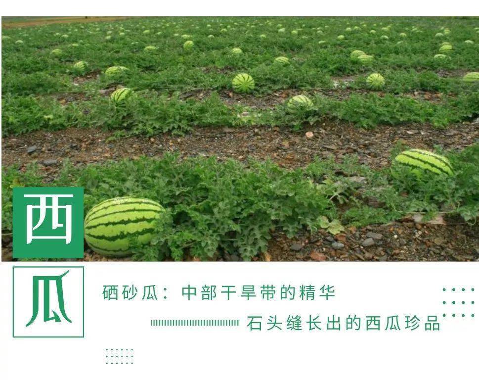 中卫硒砂瓜介绍(中卫硒砂瓜退耕还林)-硒宝网