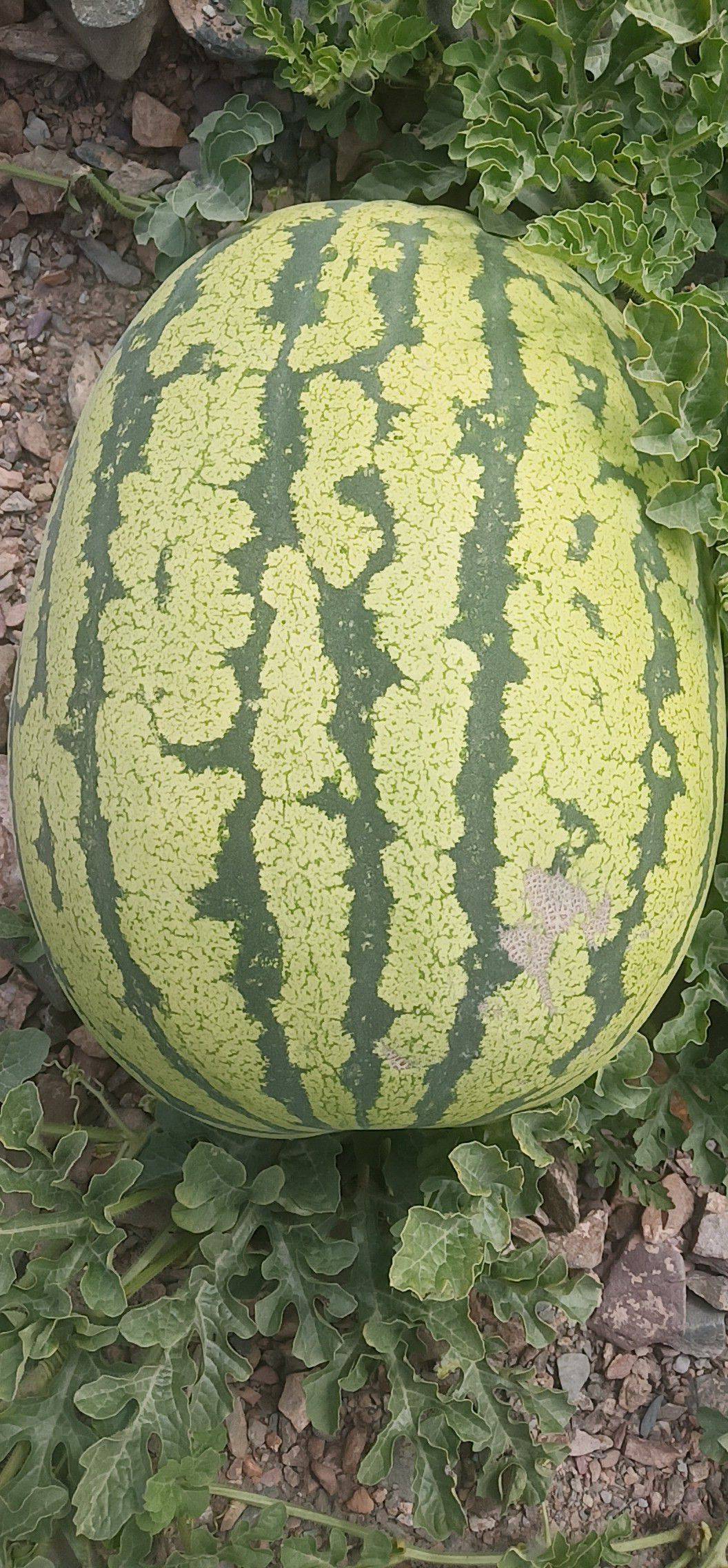 中卫硒砂瓜介绍(中卫硒砂瓜退耕还林)-硒宝网