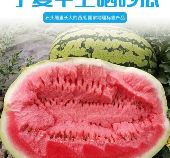 中卫硒砂瓜介绍(中卫硒砂瓜退耕还林)-硒宝网