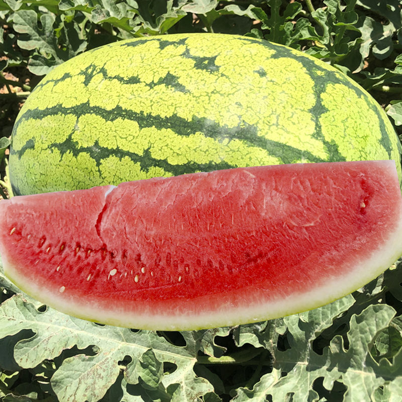 中卫硒砂瓜介绍(中卫硒砂瓜退耕还林)-硒宝网