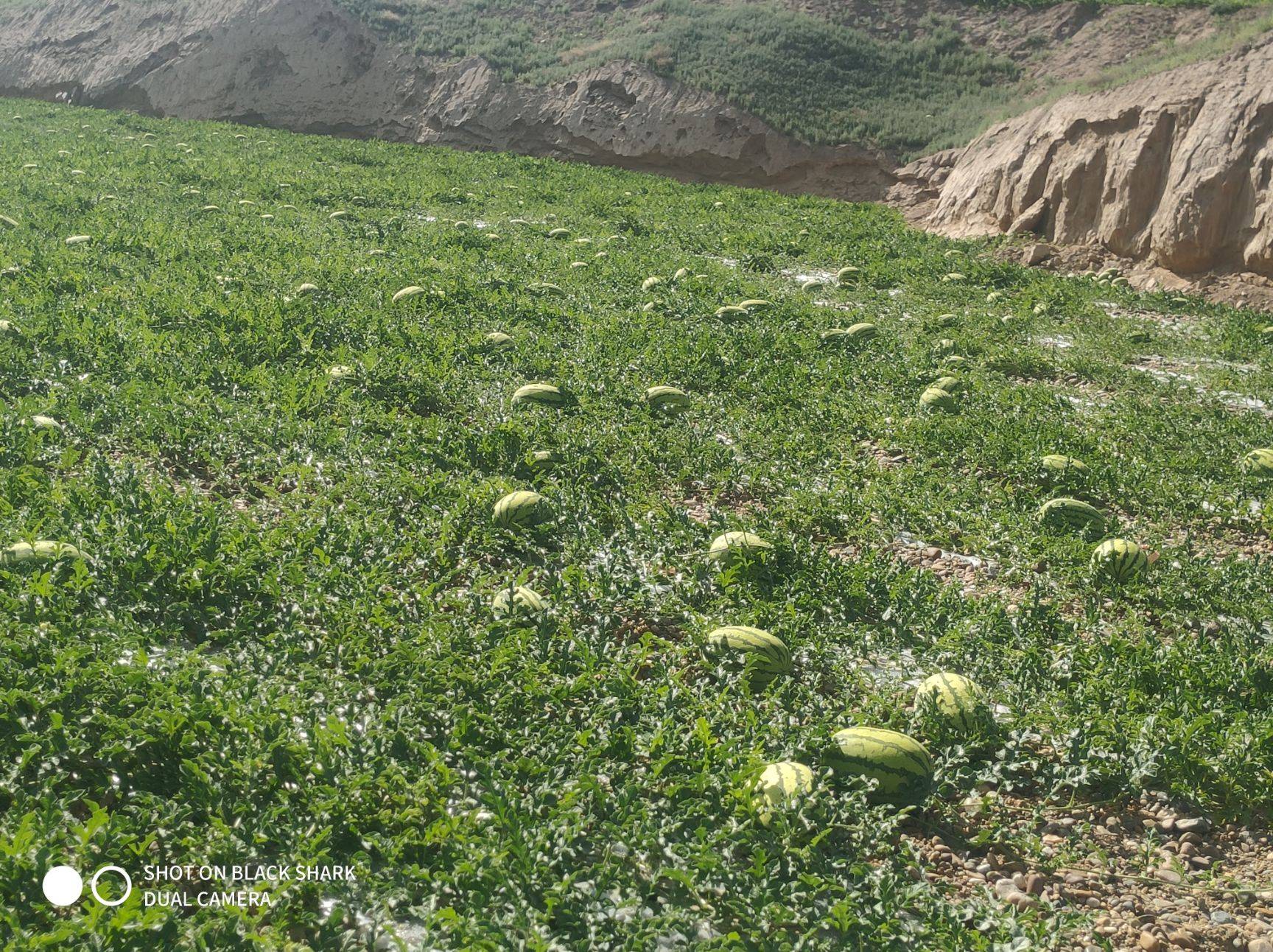 中卫硒砂瓜介绍（中卫硒砂瓜价格走势图）-硒宝网