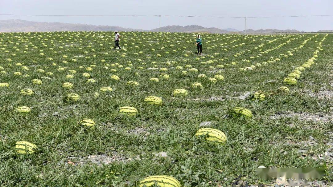 中卫硒砂瓜介绍（中卫硒砂瓜价格走势图）-硒宝网