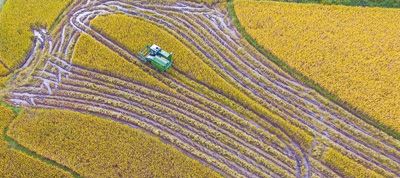 定安富硒大米(富硒大米好吗)-硒宝网