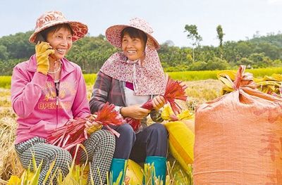 定安富硒大米(富硒大米好吗)-硒宝网