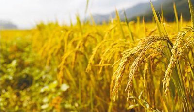 定安富硒大米(富硒大米好吗)-硒宝网