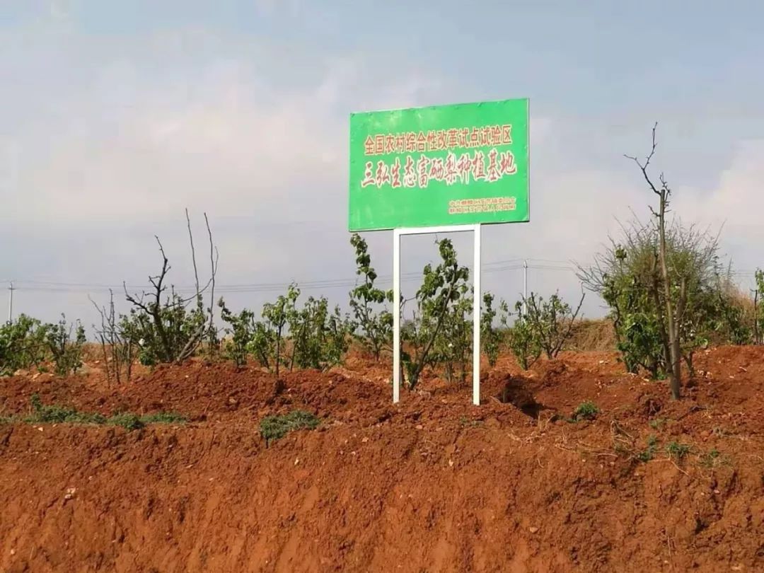富硒梨是什么品种(富硒梨口感)-硒宝网