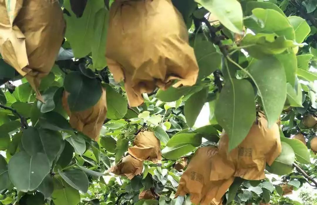 富硒梨是什么品种(富硒梨口感)-硒宝网