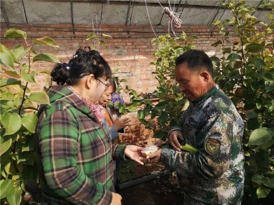 富硒梨是什么品种（富硒梨价格）-硒宝网