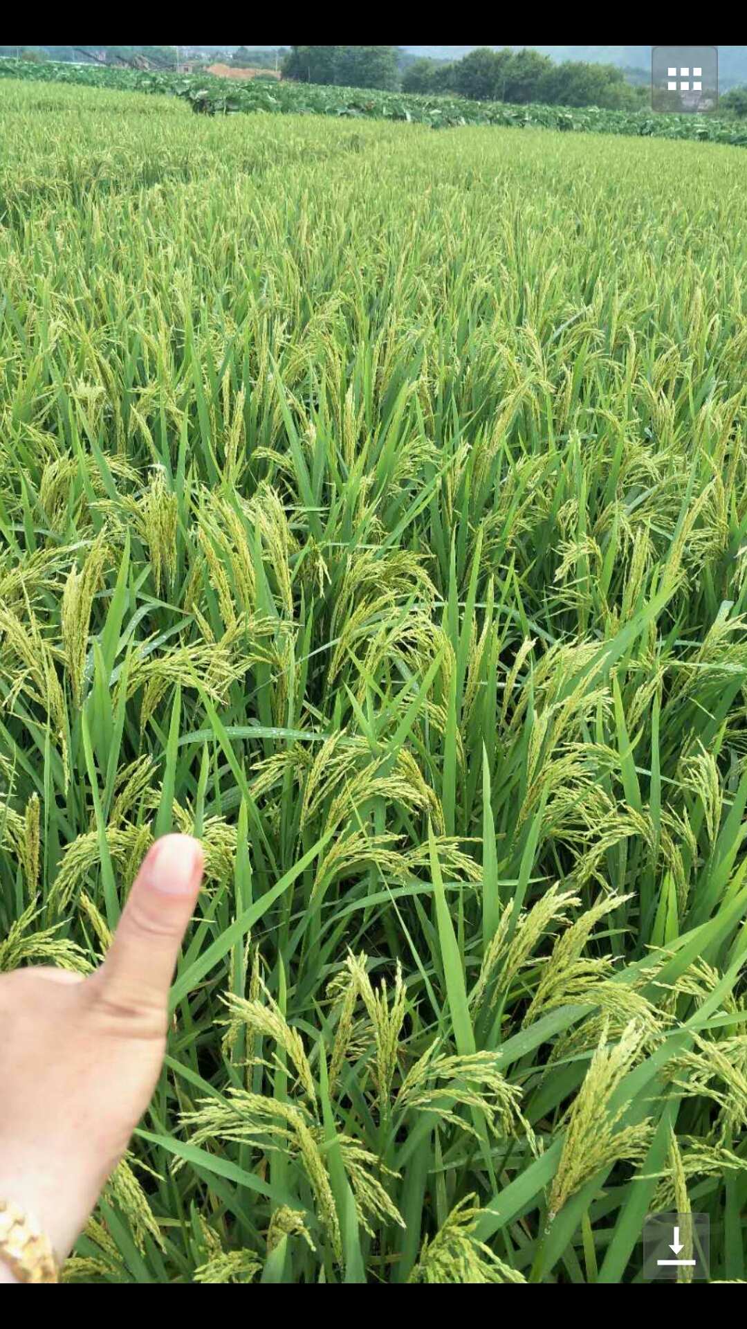 富硒米产地在哪里(富硒米哪里的最好)-硒宝网